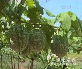 吃吊瓜烧心吗,揭秘食用吊瓜的口感与影响