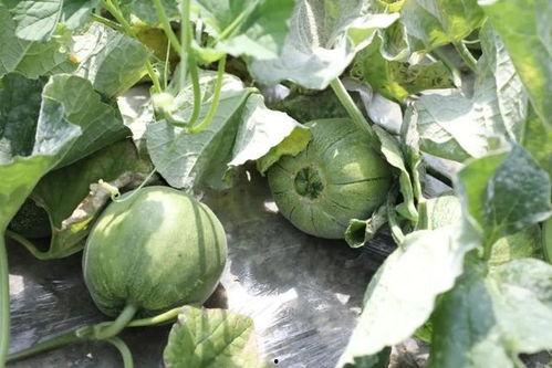 哪里吃网上的瓜,揭秘热门八卦背后的真相