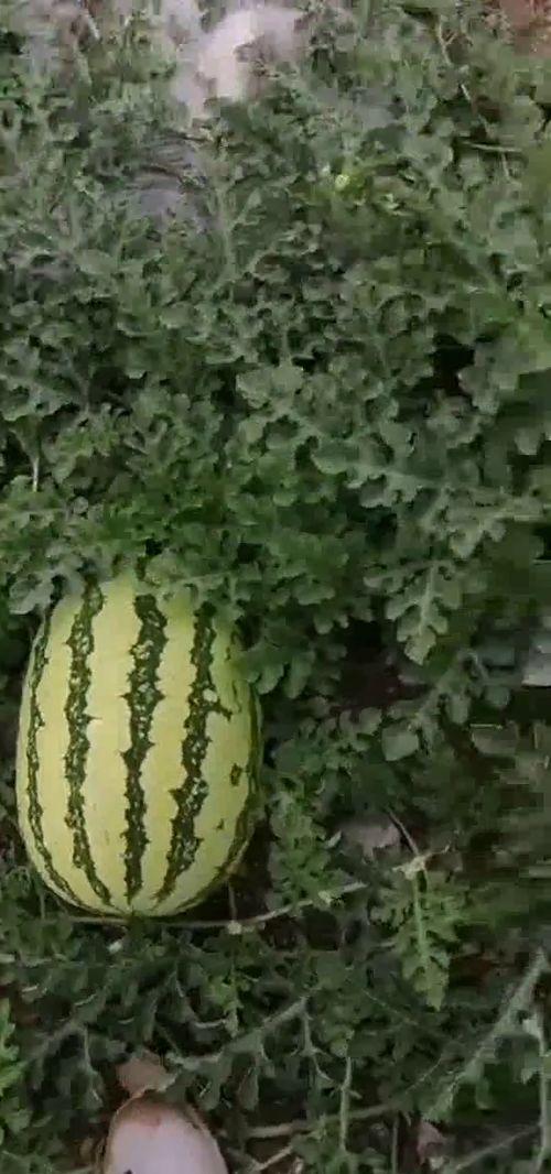 qq吃瓜秘密吃瓜基地,探寻吃瓜基地背后的故事