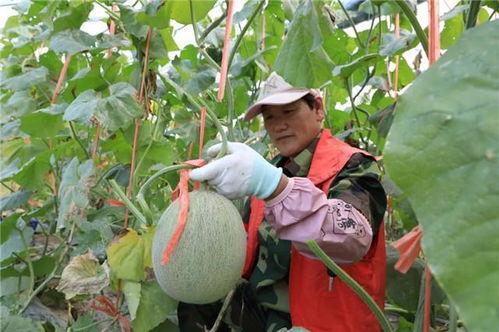 山东威海免费吃瓜