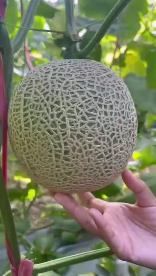 吃玲珑蜜瓜过敏吗,美味还是过敏风险？揭秘蜜瓜过敏之谜